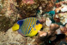 2152850